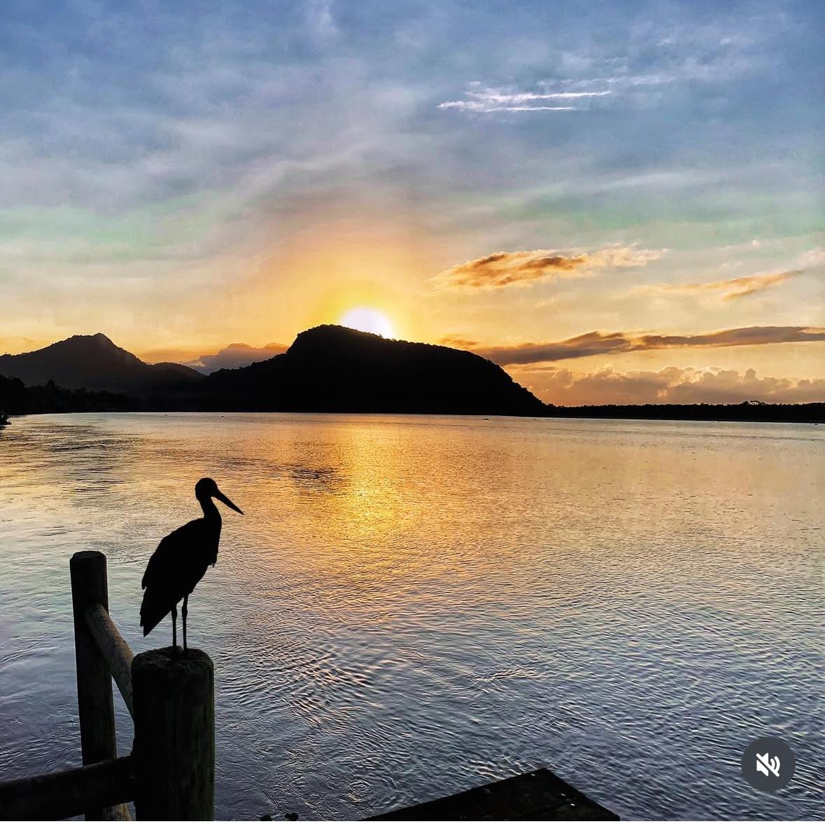 Observação de aves